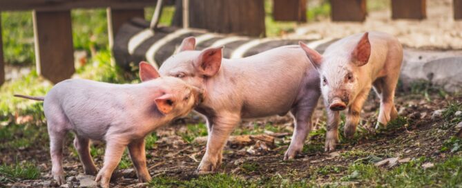 The Three Little Pigs is NOT a Fairy Tale